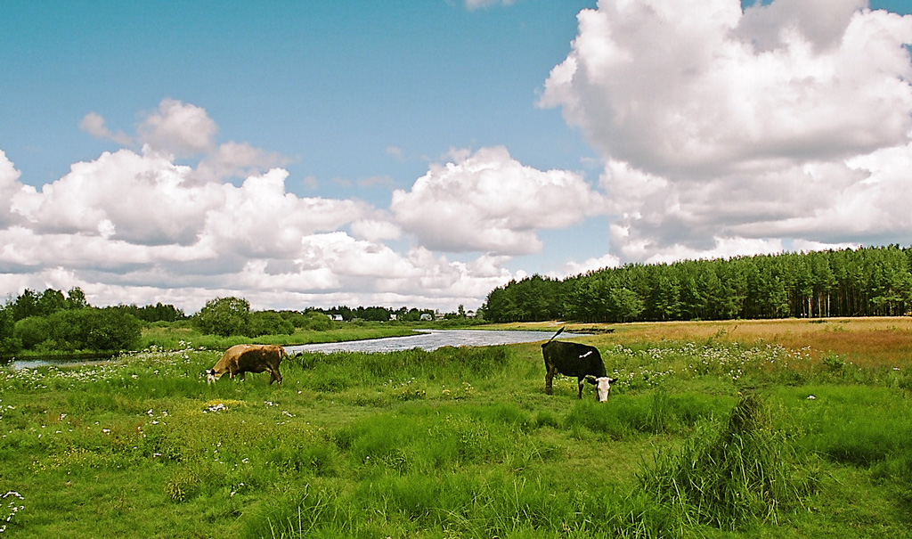  Раз - корова, два - корова...