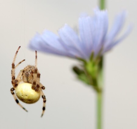 Цветок и &amp;quot;нож&amp;quot;