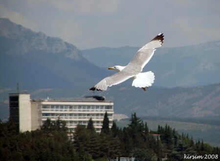 Крымская чайка в бреющем полете