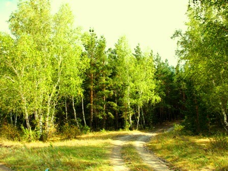 "Лесная завирушка"