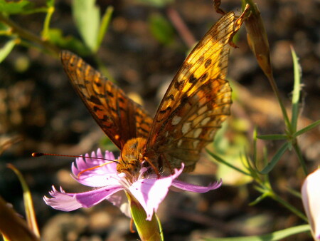 рыльцем в пыльце