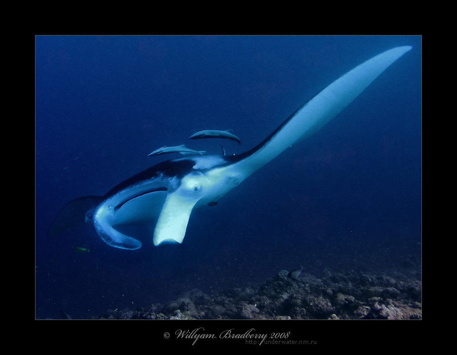 Manta ray