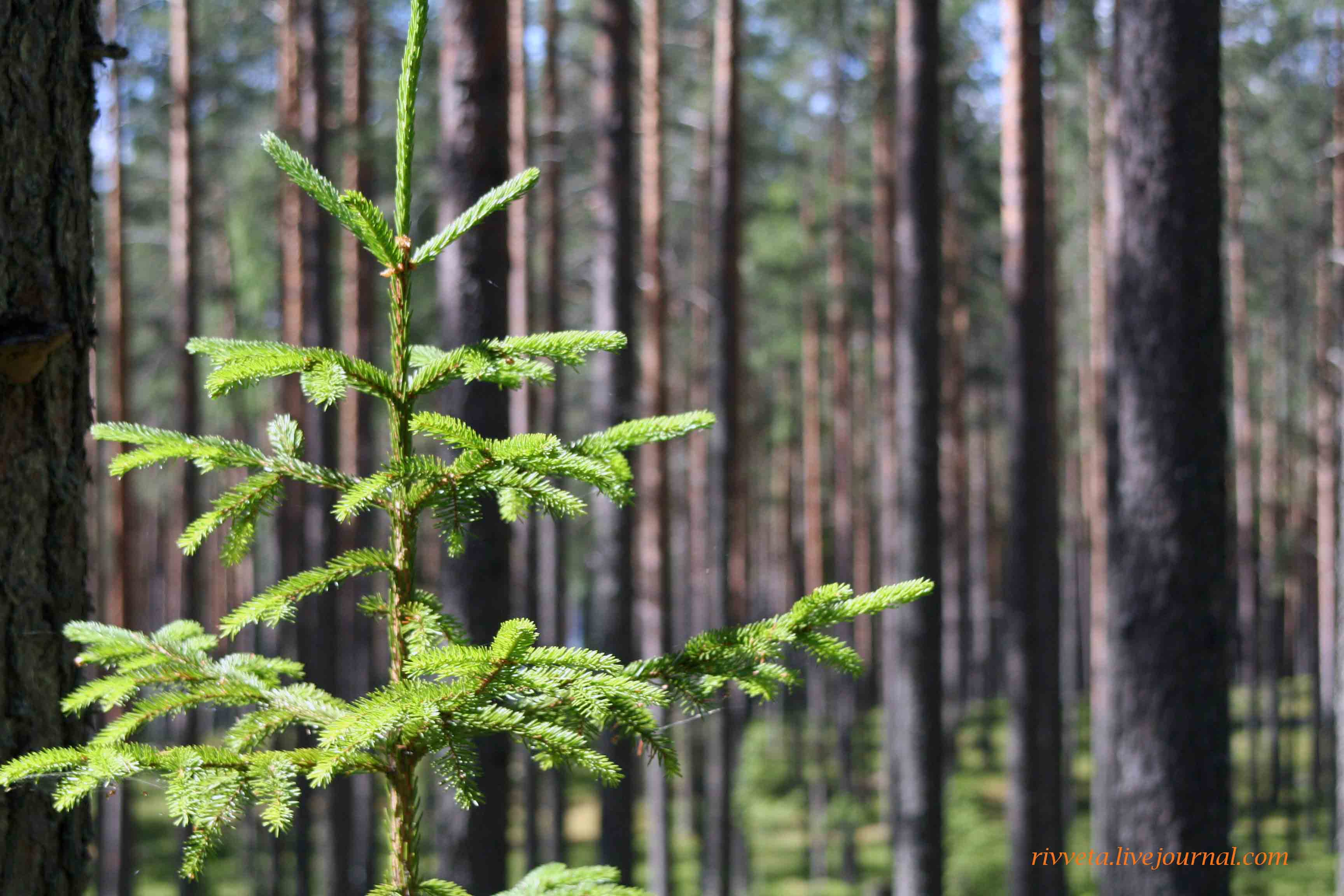 Летний сосновый лес