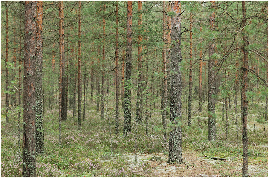 Suomi Forest