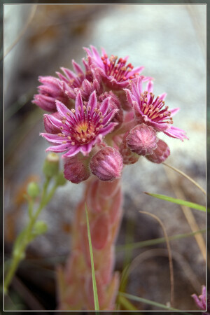 камнеломка