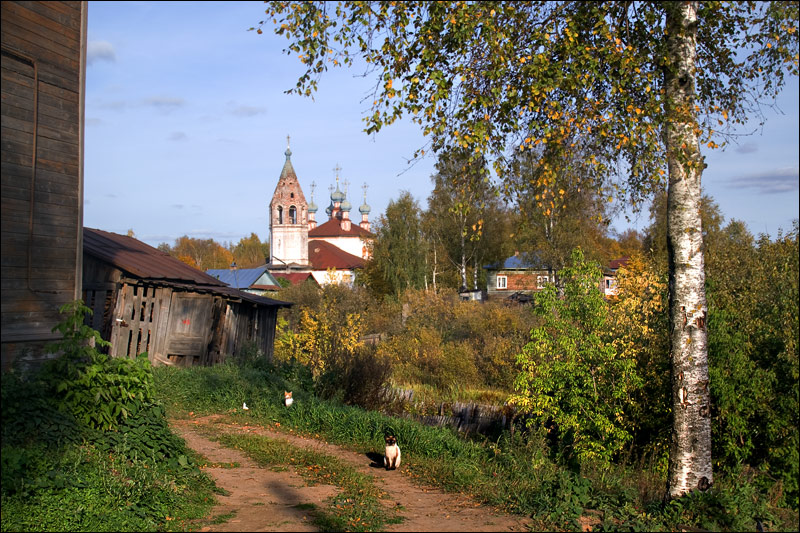 Пестрая осенняя устюженская картинка с кошками