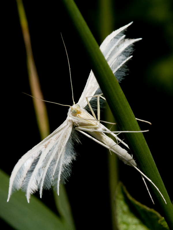 Пальцекрылка Pterophorus pentadactylus