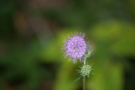 ...violet...