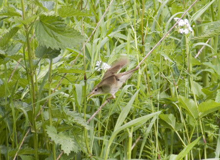 Крапивница у гнезда