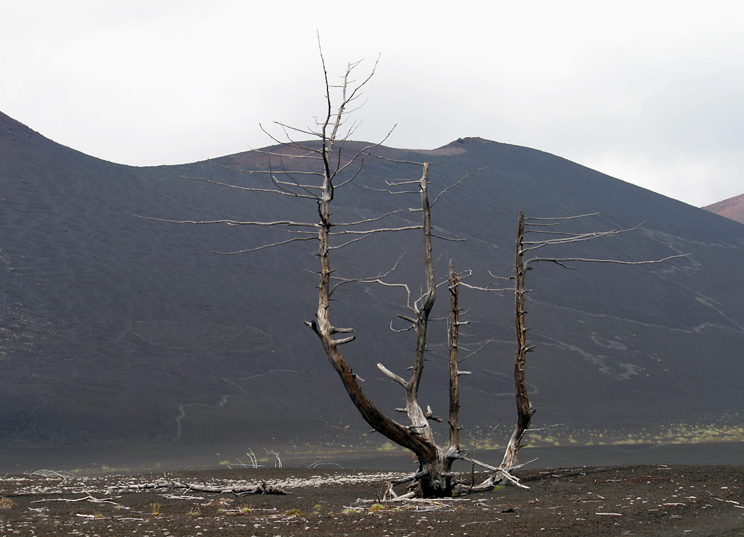 Dead tree