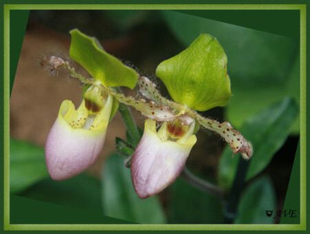 Два башмачка - пара