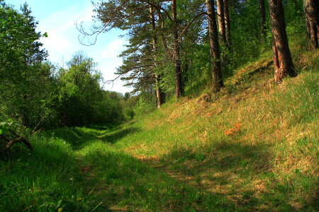 Проселок