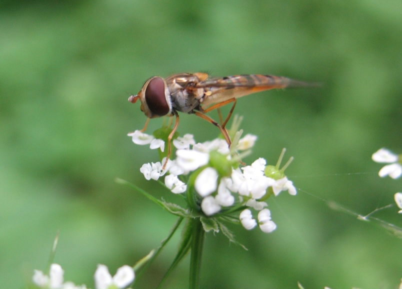 Macroworld #1