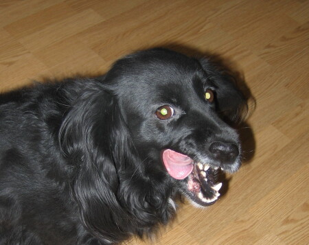 Говоришь гости придут?