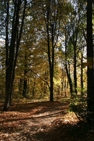 Вспоминая осень