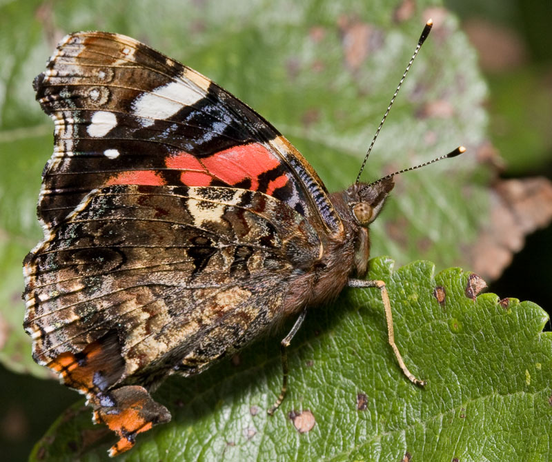 Aдмирал (Vanessa atalanta)