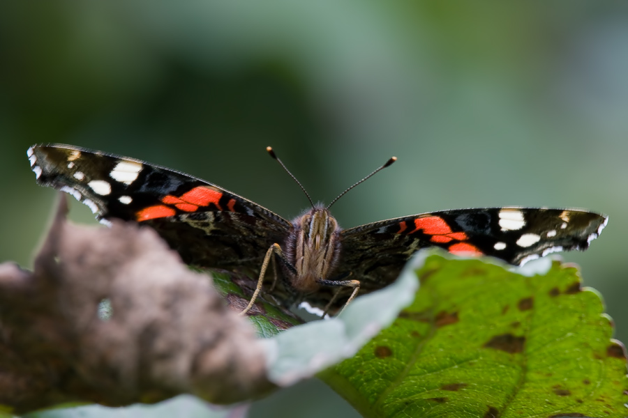 Aдмирал (Vanessa atalanta)