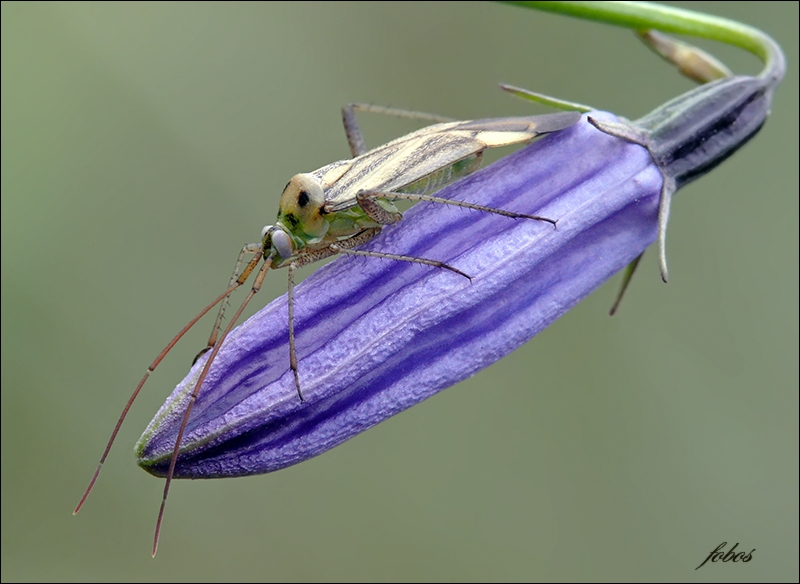 Cлепняк люцерновый .Adelphocoris lineolatus