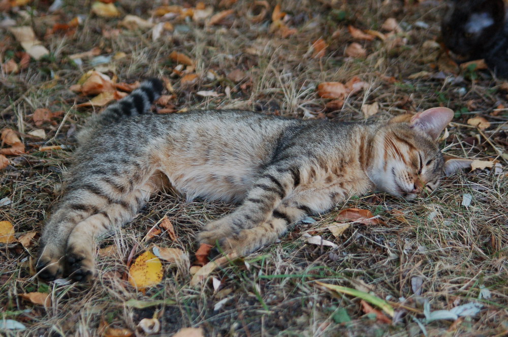 Осенний котейко..