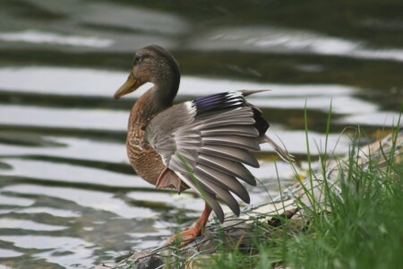 Сегодня я цапля!