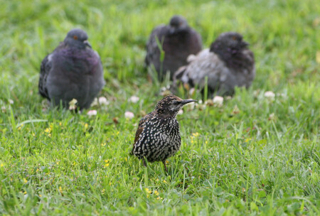 Гадкий голубёнок