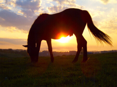 Sunset Horse