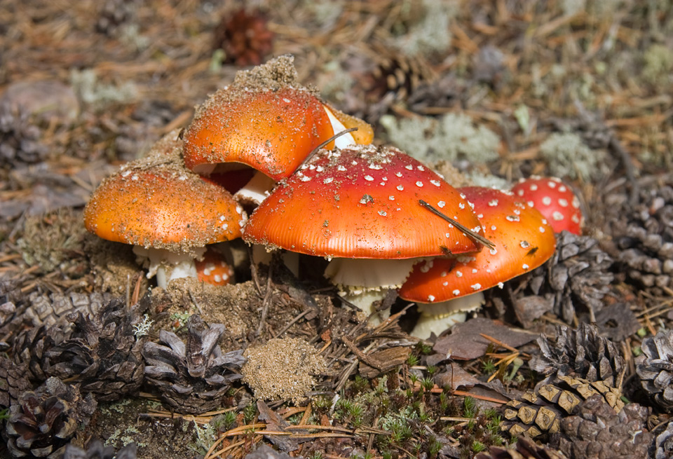 Amanita muscaria