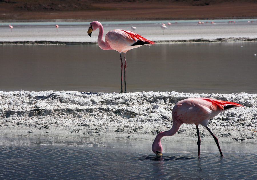 Flamingos