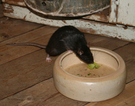 Ночной воришка