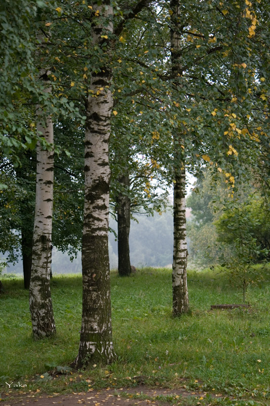 Осень... Первые шаги