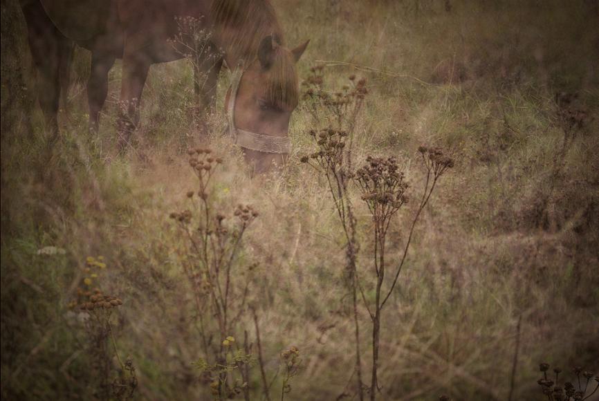 autumn morning red horse 