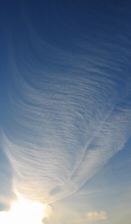 Крыло жар-птицы