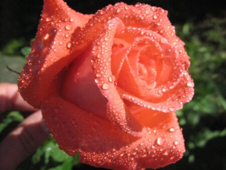 Утренняя роса