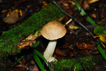 лесной житель