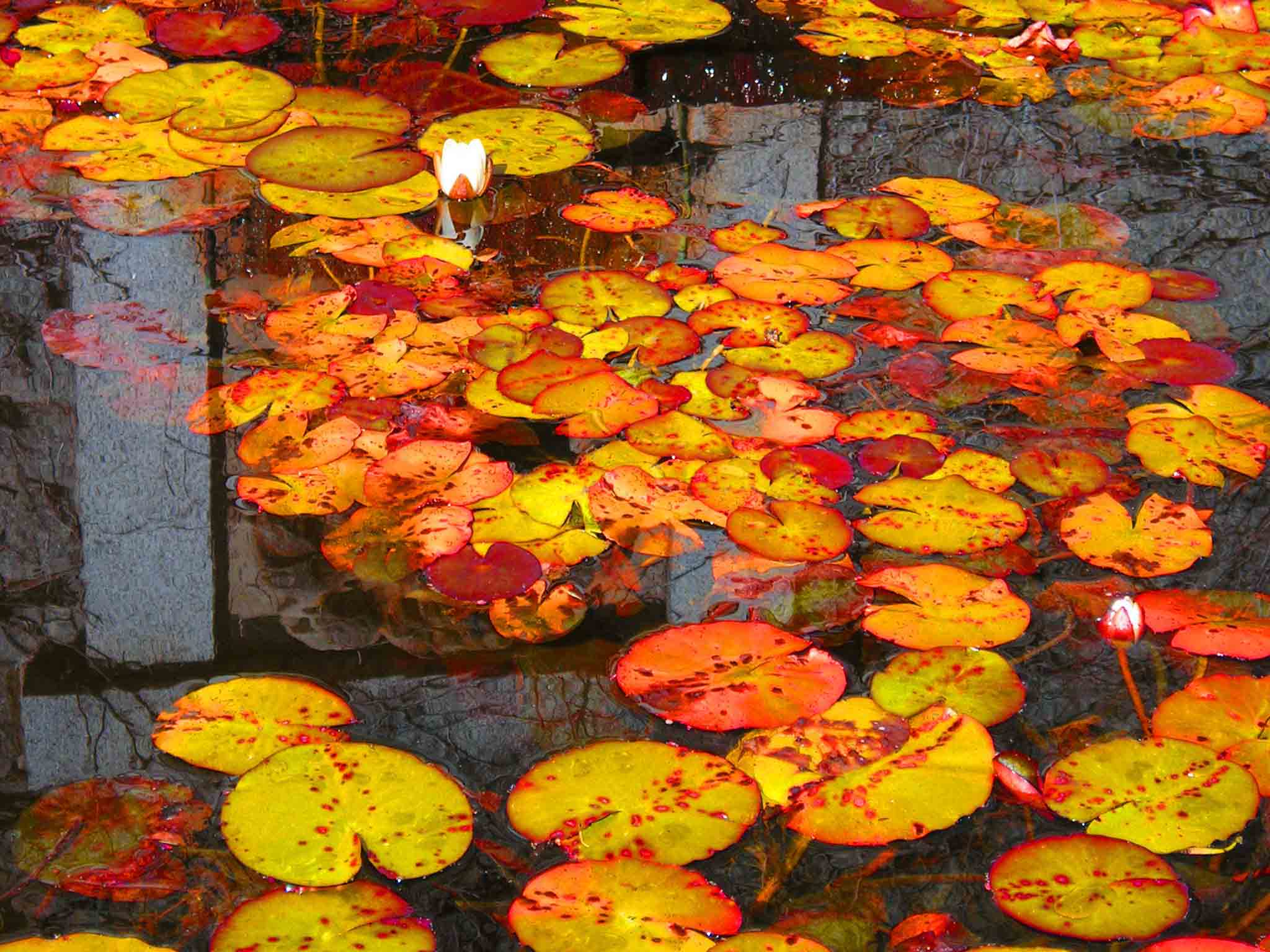 pond at the Royal Roads University