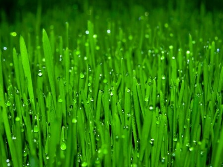 фотосинтез