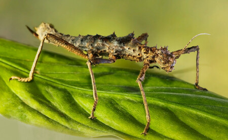brakazyabra