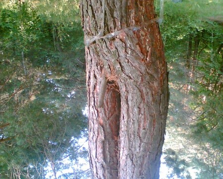 Деревяшка..