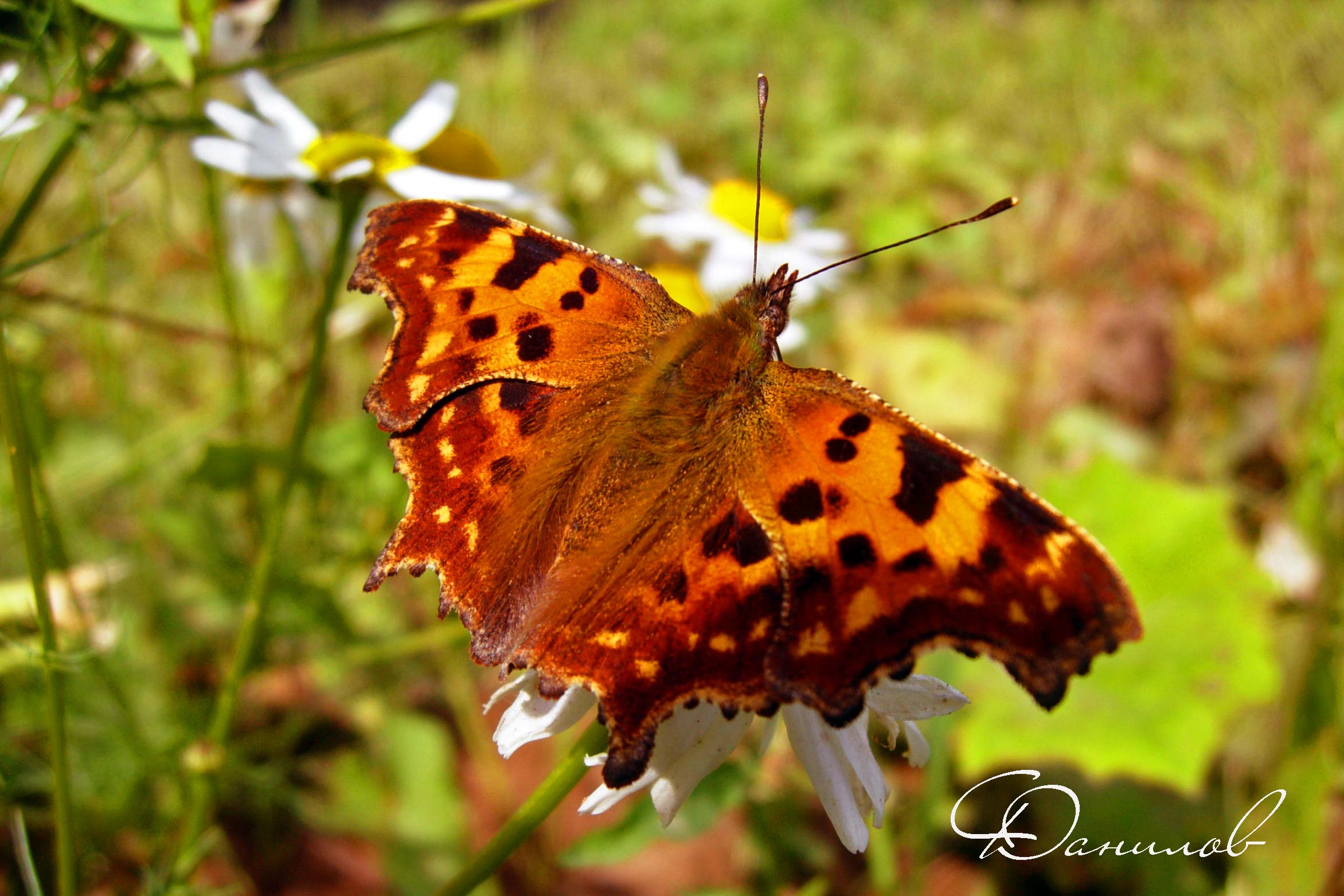 Polygonia C-album