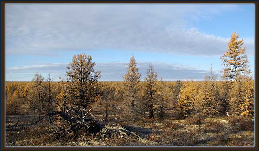 Последние краски осени