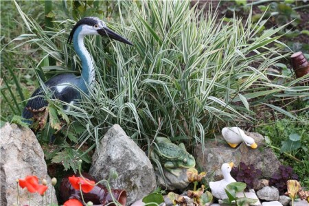 Из сада затейницы