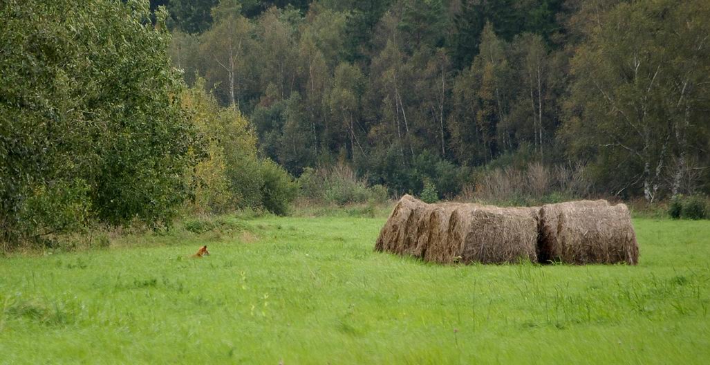 Фото с лисой