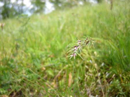 чужой среди своих