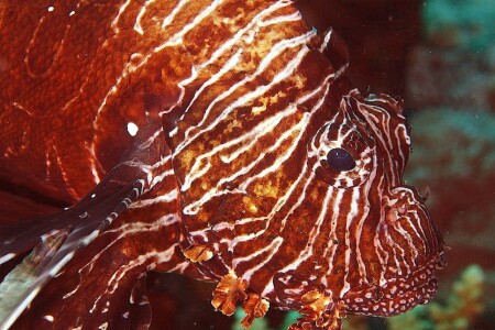 Монстры Красного моря