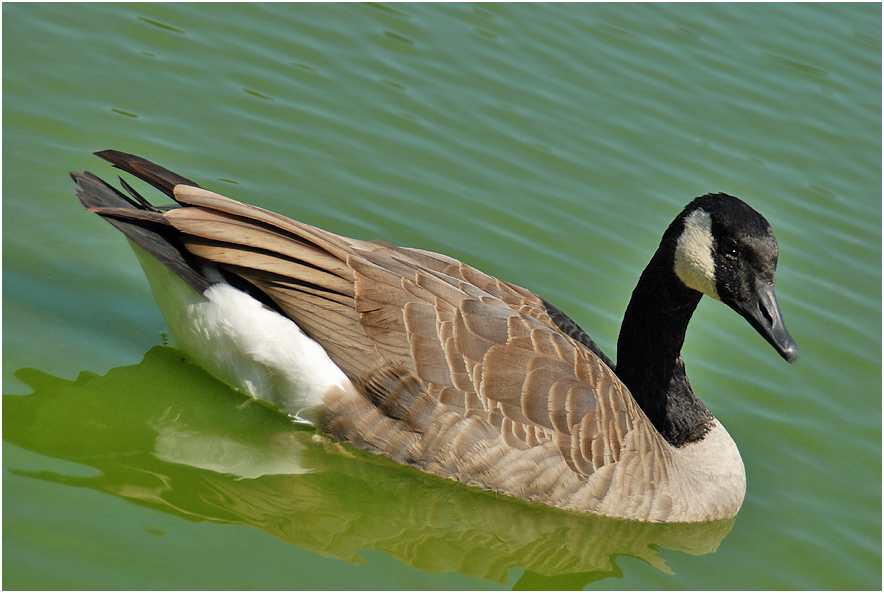 Canada goose