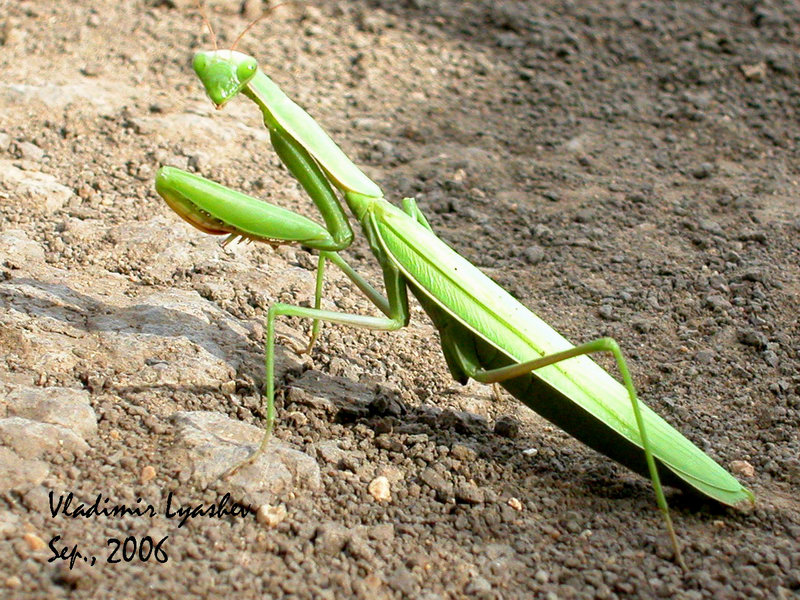 Mantis