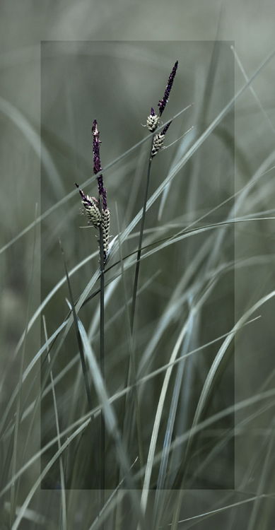 Down the wind...