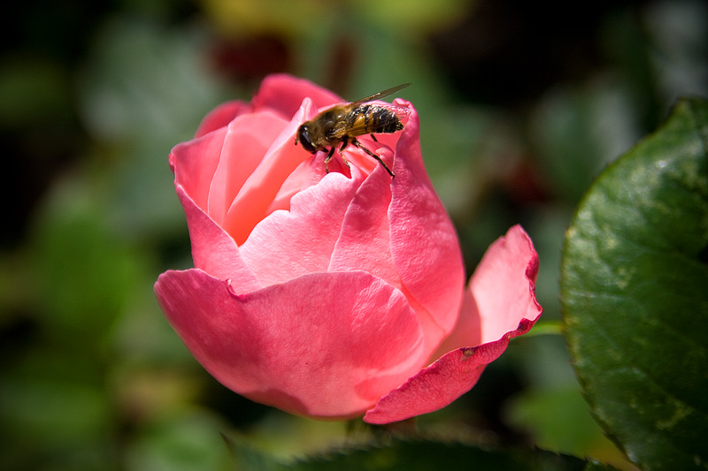 Rose'n'Bee