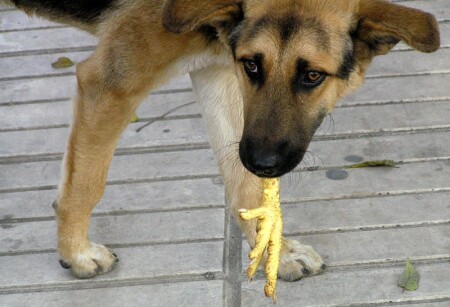 ...курица уже внутри!!!