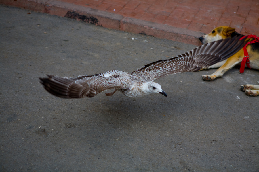 seagull take-off